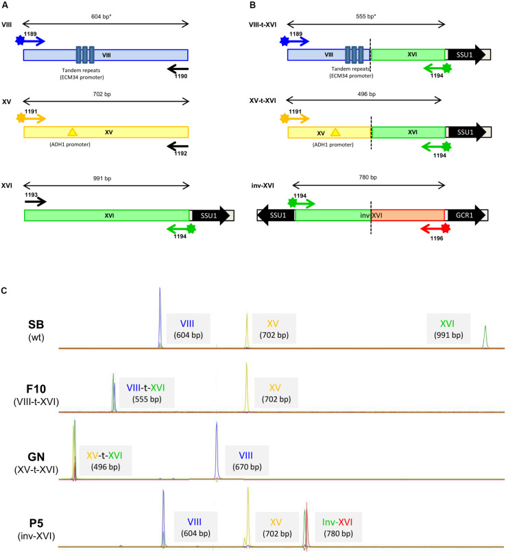 FIGURE 1