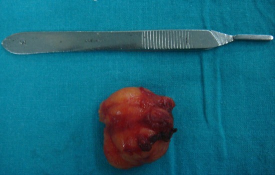 Fig. 5