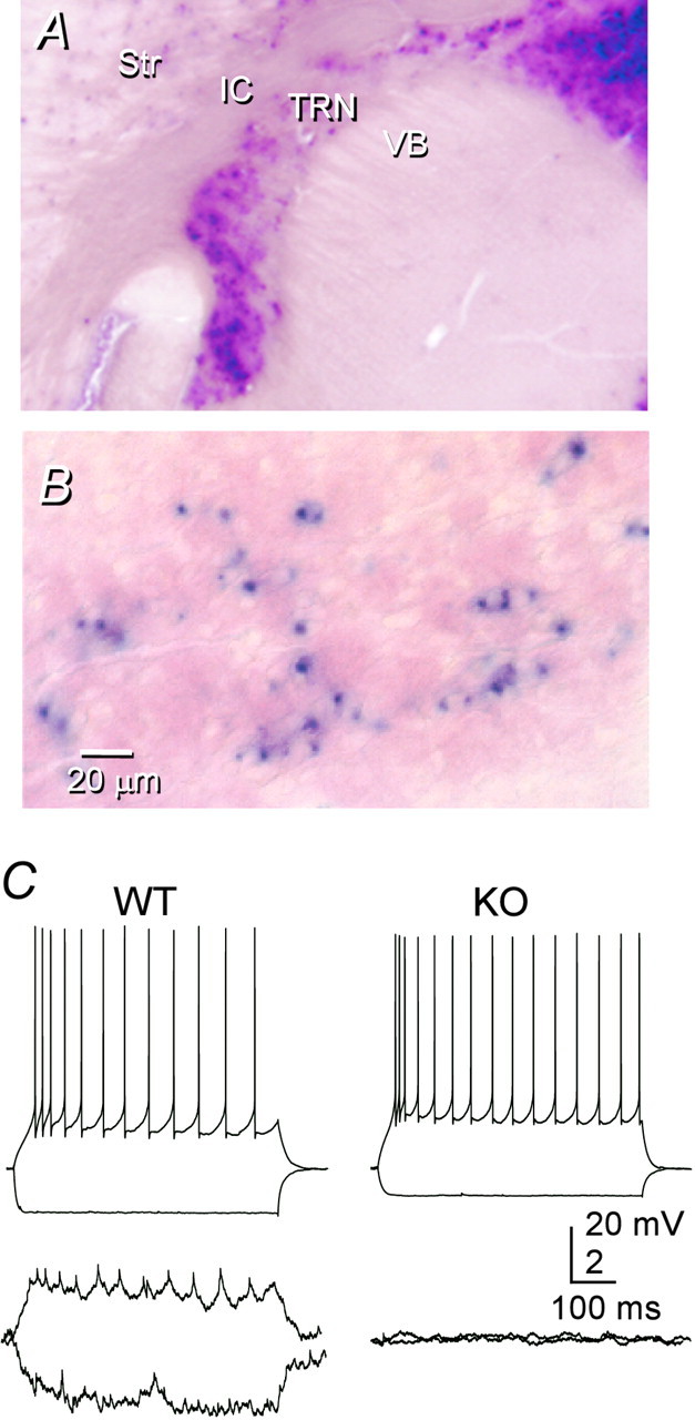 Fig. 6.