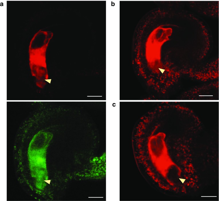 Fig. 2