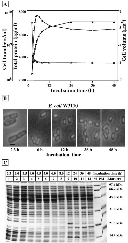 FIG. 1