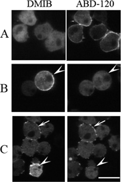 FIGURE 10.