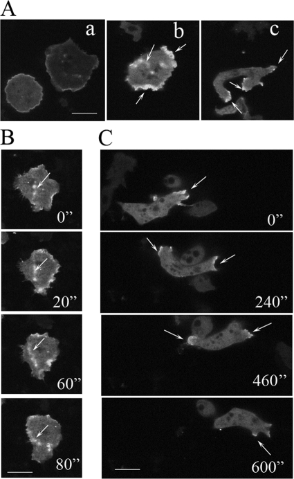 FIGURE 9.