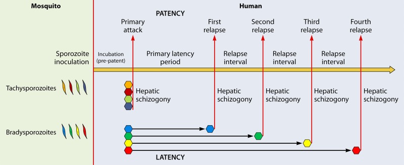 FIG 1