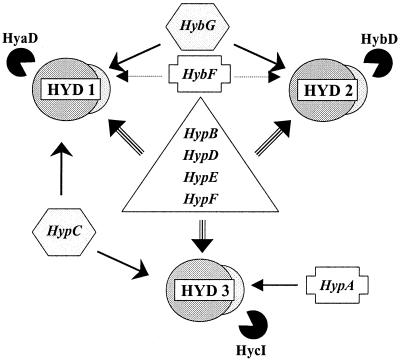 FIG. 5