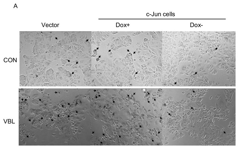 Fig. 8