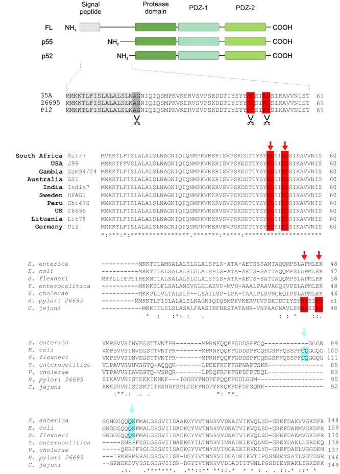 FIGURE 1