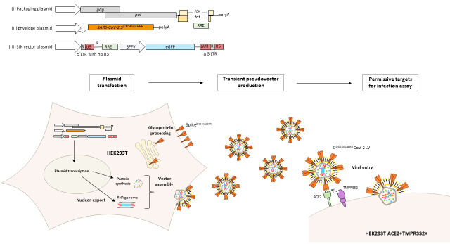 graphic file with name BioProtoc-11-16-4194-ga001.jpg