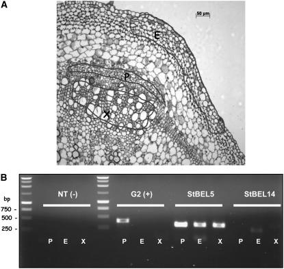 Figure 3.