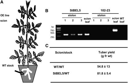 Figure 6.