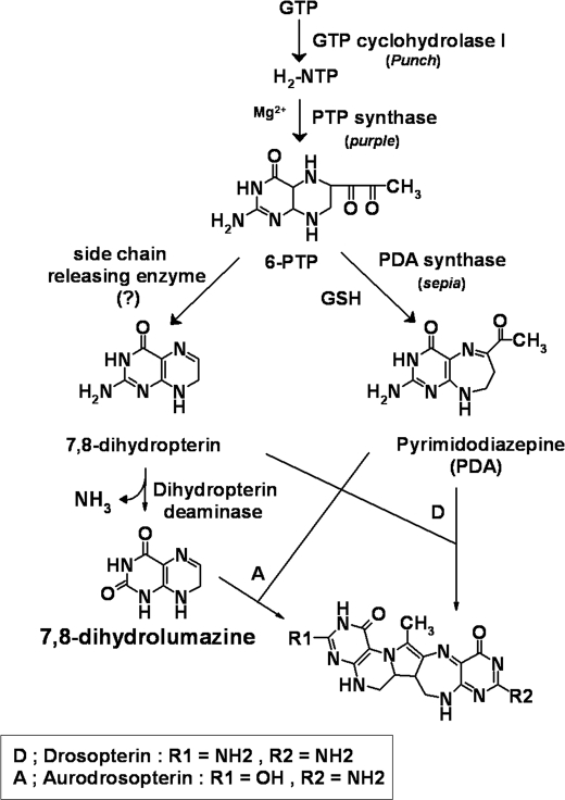 SCHEME 1.