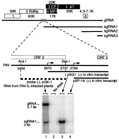 FIG. 1