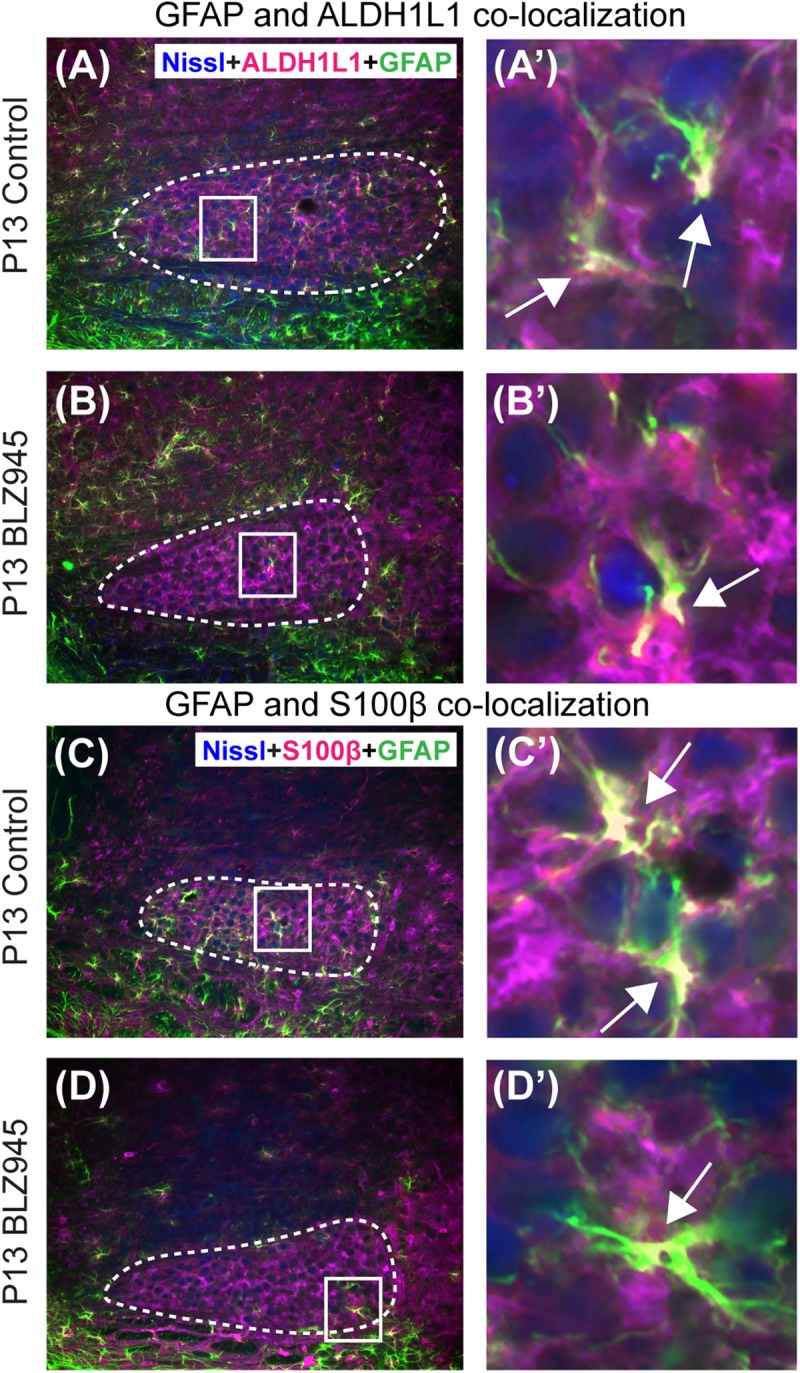 FIGURE 4