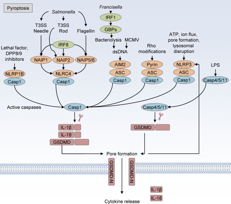 Figure 1.