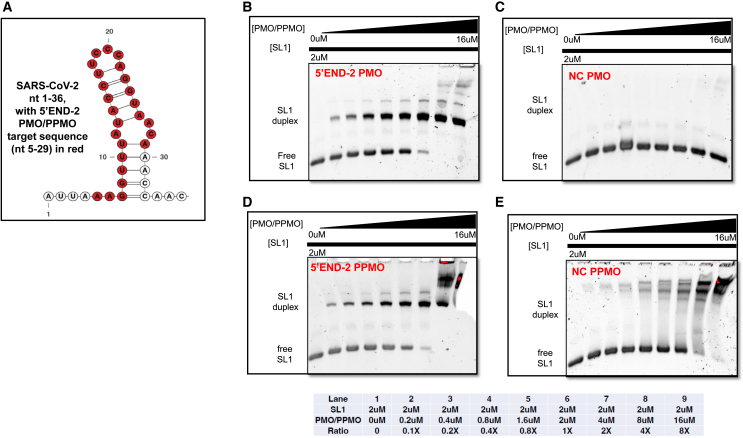 Figure 2