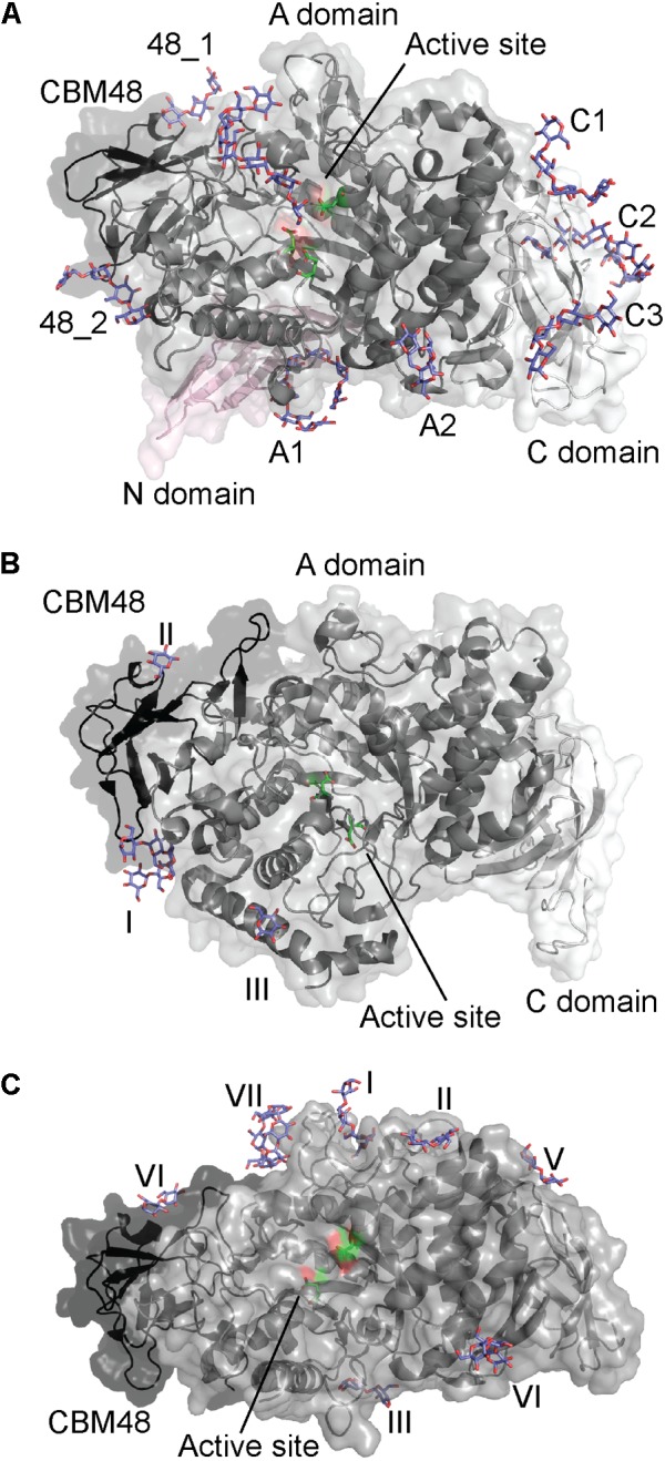 FIGURE 4