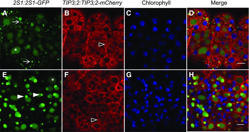 Figure 4.