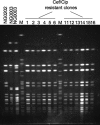 FIG. 2.