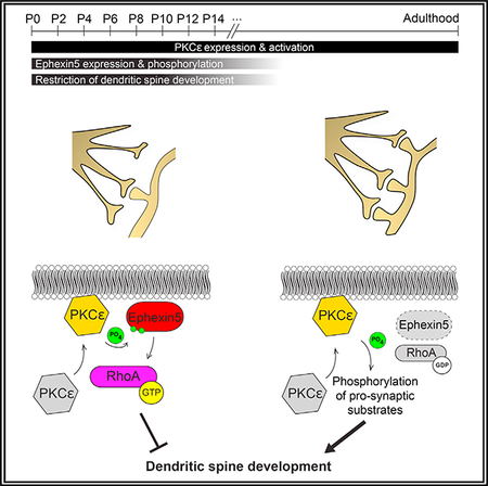 graphic file with name nihms-1516310-f0001.jpg