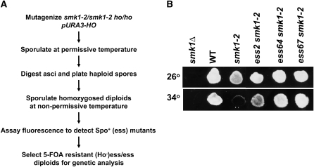 Figure 1.—