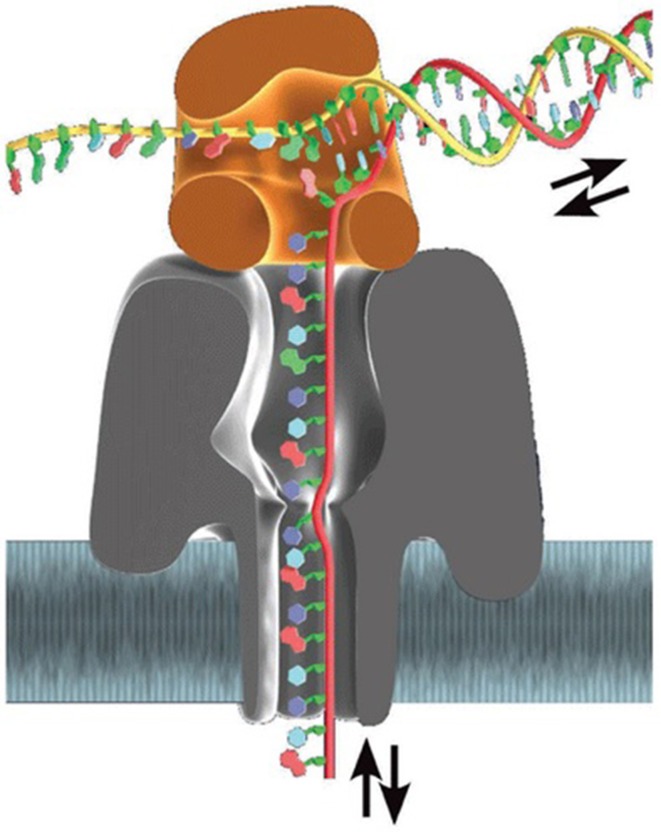 Figure 4