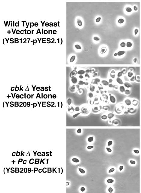 FIG. 5.