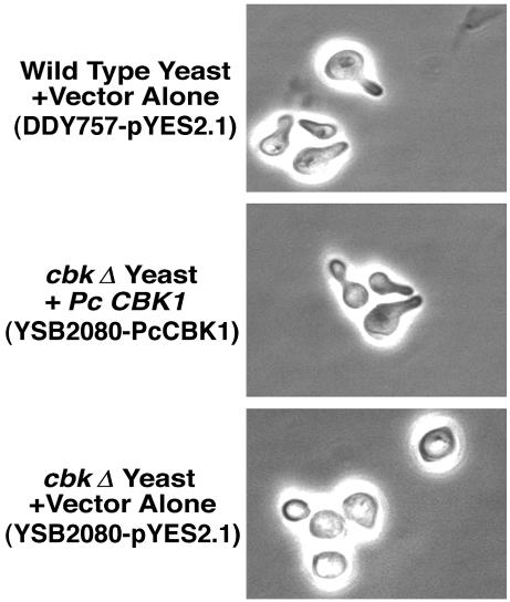 FIG. 7.