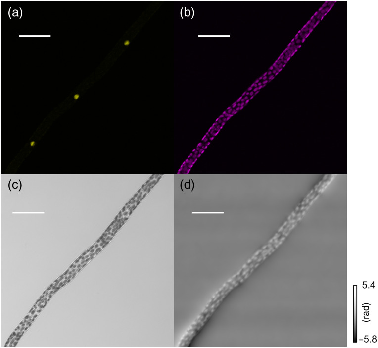 Fig. 4