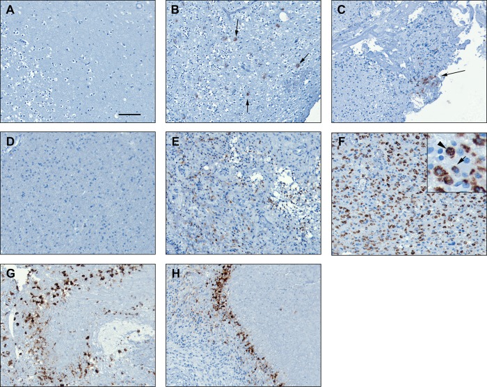 FIGURE 7.