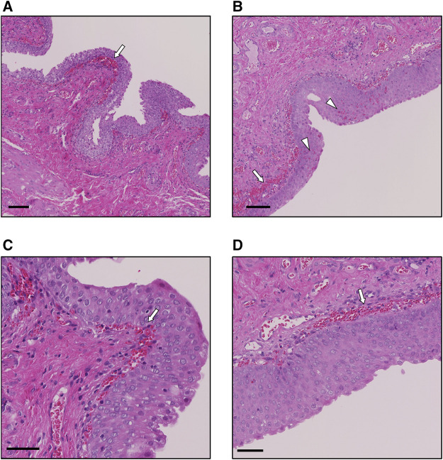 FIGURE 4