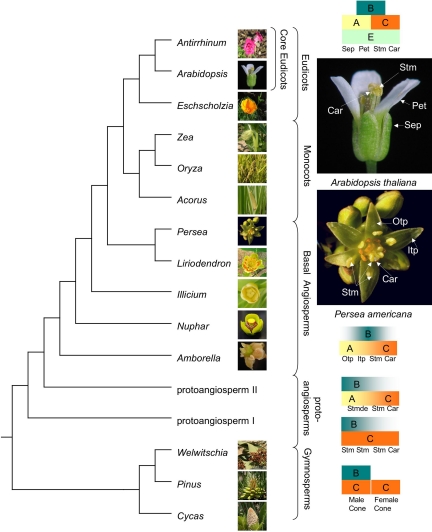 Fig. 1.