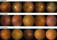 Fig. 4