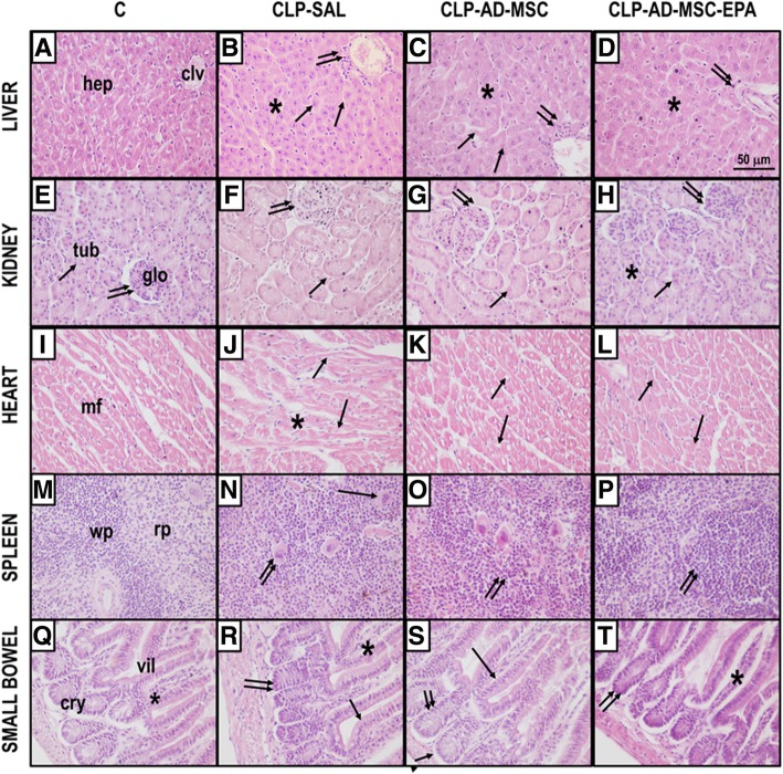 Fig. 10