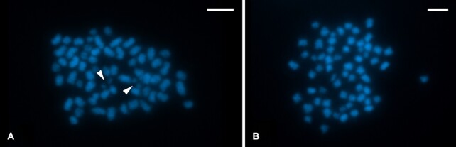 Figure 4: