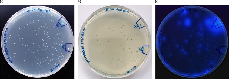 Figure 5