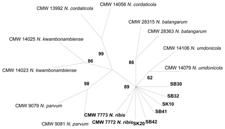 Fig. 2