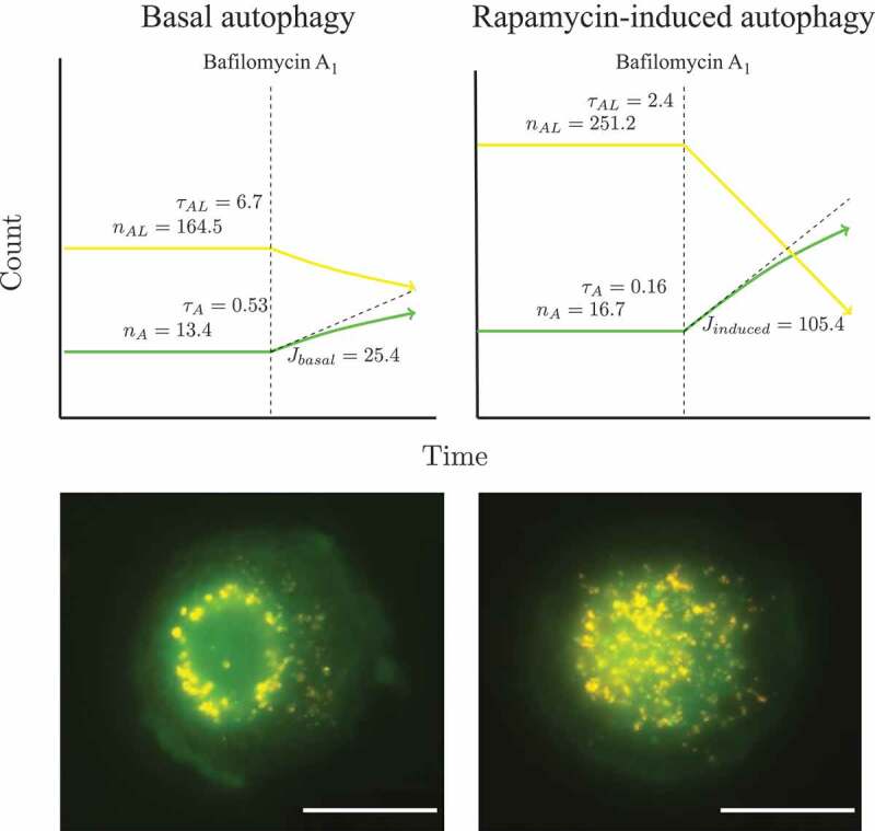 Figure 10.