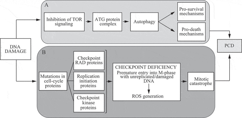 Figure 31.