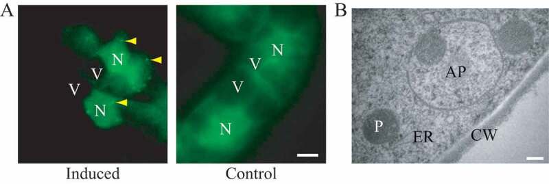 Figure 40.