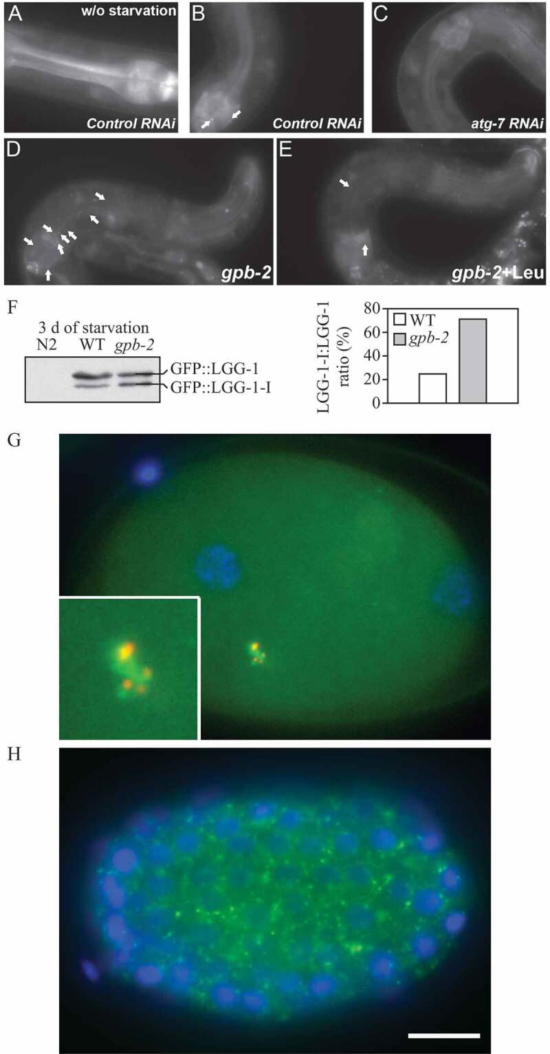 Figure 33.