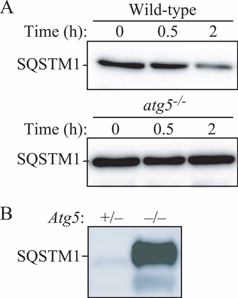 Figure 21.