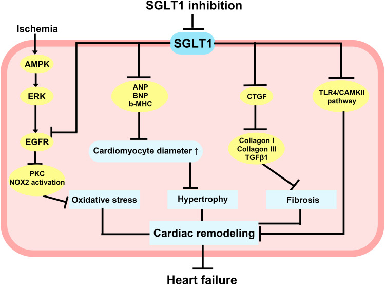 SGLT1: A Potential Drug Target for Cardiovascular Disease - PMC