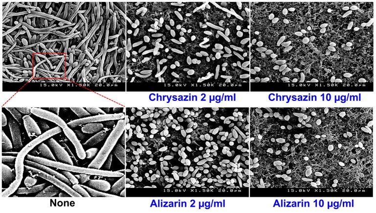 Figure 5