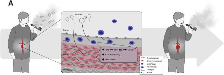 Graphical Abstract