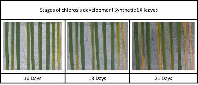 Figure 3