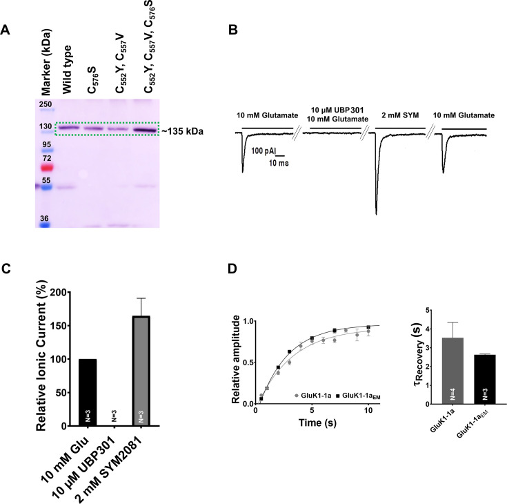 Figure 6—figure supplement 3.