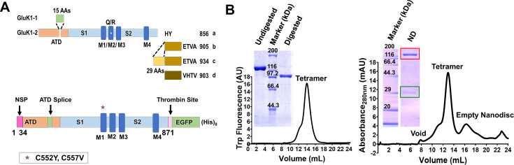 Figure 6—figure supplement 2.