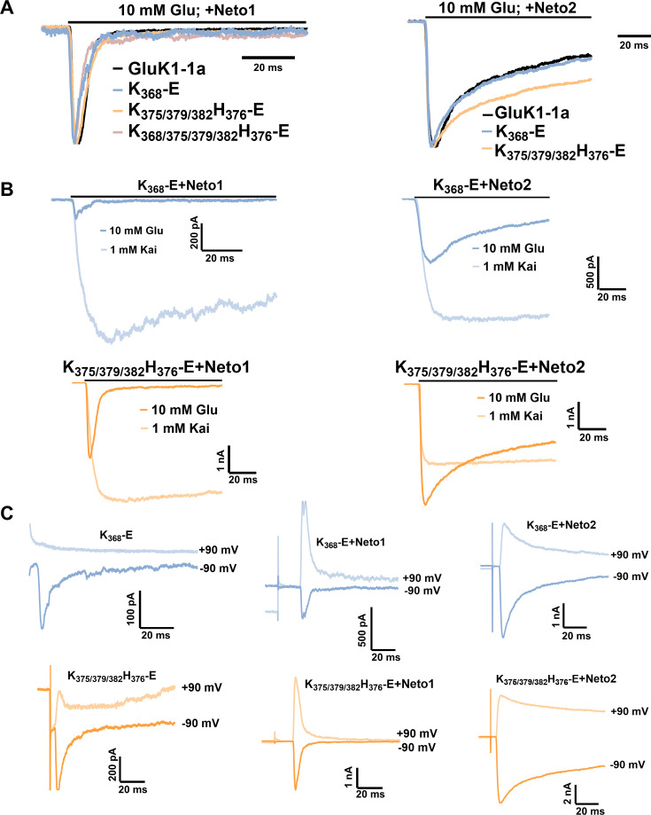 Figure 5—figure supplement 2.