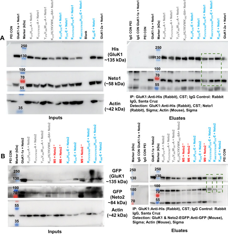 Figure 5—figure supplement 1.