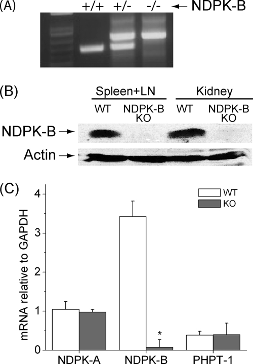 FIGURE 1.